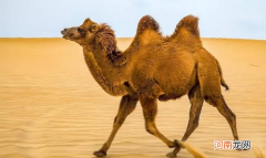 骆驼的驼峰里装的是什么，有什么作用？