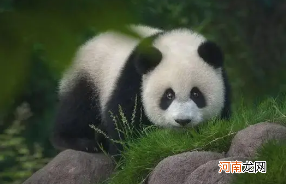 熊猫稀少的原因 熊猫为什么会成为中国的国宝