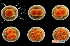 胚胎的形成过程 为什么我们长得像爸妈