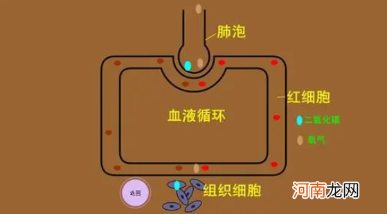 肺的气体交换过程 为什么说肺是气体交换器