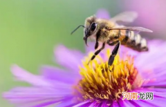 蝴蝶和蜜蜂怎么采蜜 花周围的蝴蝶和蜜蜂在做什么