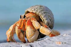 为什么寄居蟹要寄居在海螺里，没有壳子能活吗？