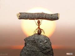 蚂蚁可以举起自身多少倍的重量 蚂蚁为什么能举起很重的东西