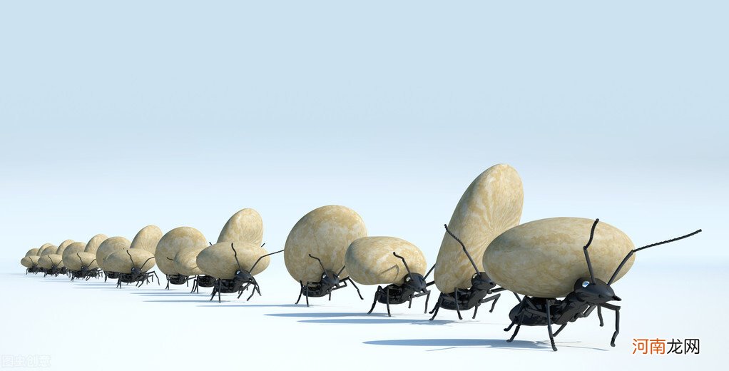 蚂蚁可以举起自身多少倍的重量 蚂蚁为什么能举起很重的东西