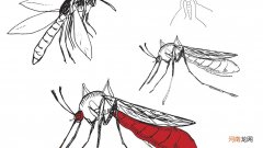雄蚊子吃什么存活 为什么雄蚊子不吸血