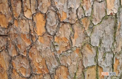 为什么松树的皮会裂开，有什么作用？
