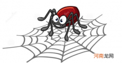 雄蜘蛛为什么愿意被吃 为什么雄蜘蛛只能做一夜新郎