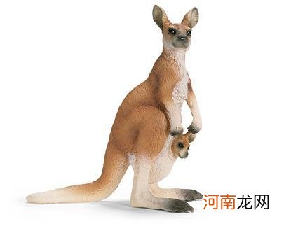 袋鼠妈妈育儿袋的作用 为什么袋鼠妈妈有口袋