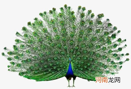 孔雀开屏的寓意介绍 孔雀为什么要开屏