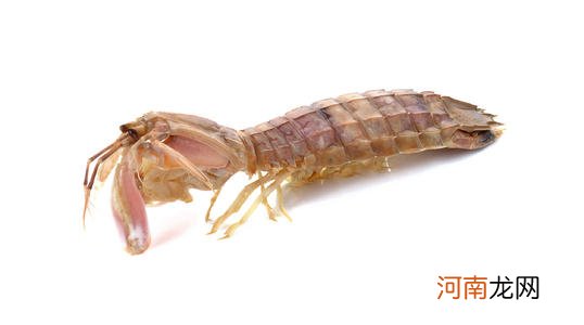 虾弓着身子的原因 虾为什么弓着身子