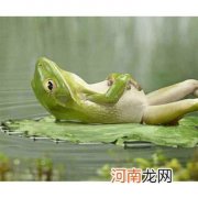 青蛙保持皮肤湿润的方法 青蛙的皮肤为什么是黏的