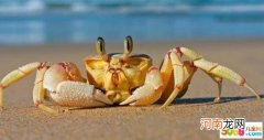 螃蟹横着走路的原因 螃蟹为什么横着走