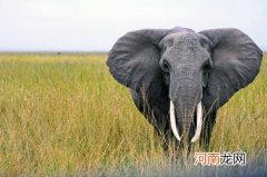 大象的耳朵有什么作用 为什么大象的耳朵特别大