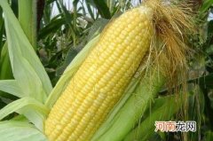玉米怎么授粉的 玉米为什么长胡须