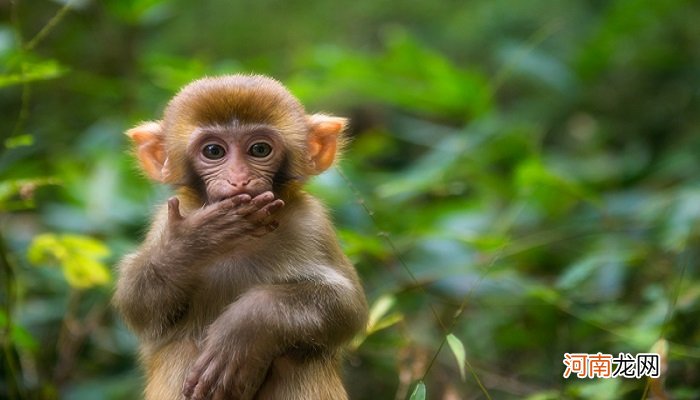 金丝猴的特点 金丝猴的特点及生活在哪里