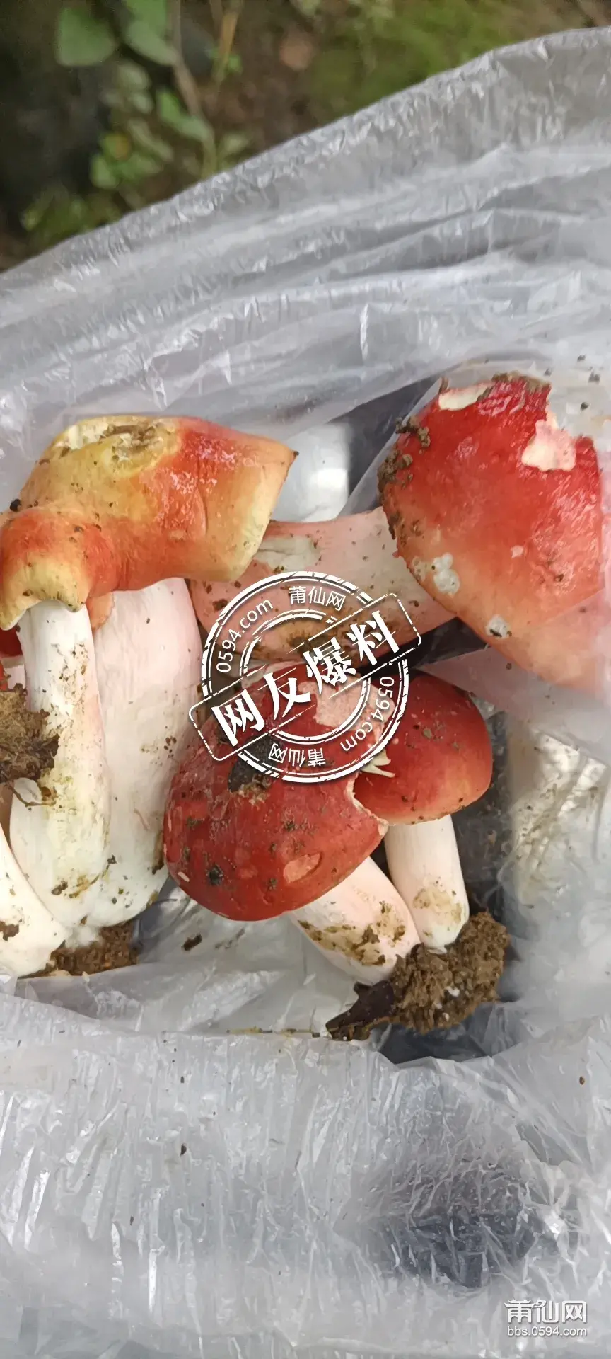 莆田红菇多少钱一斤 红菇多少钱一斤