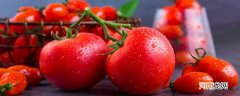 西红柿发源地 西红柿的起源和历史在哪里
