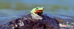 青蛙的特征有哪些 青蛙的特征和生活特征
