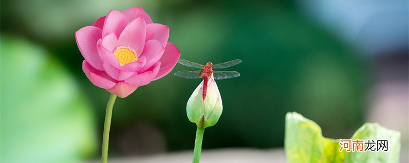 蜻蜓的特点和习性 蜻蜓的特征和特点