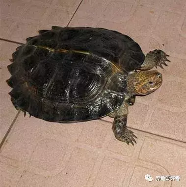 乌龟为什么突然死亡 乌龟突然死亡的原因