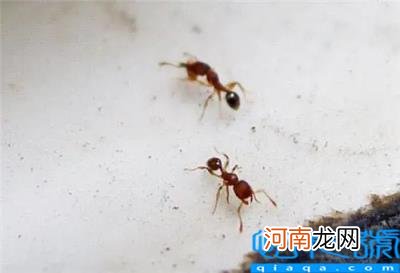 弄死蚂蚁会引来更多的蚂蚁吗 家里很多小蚂蚁找不到源头什么征兆