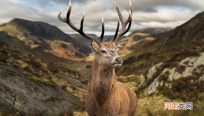 鹿角和鹿腿告诉了我们什么道理 鹿角和鹿腿告诉了我们什么
