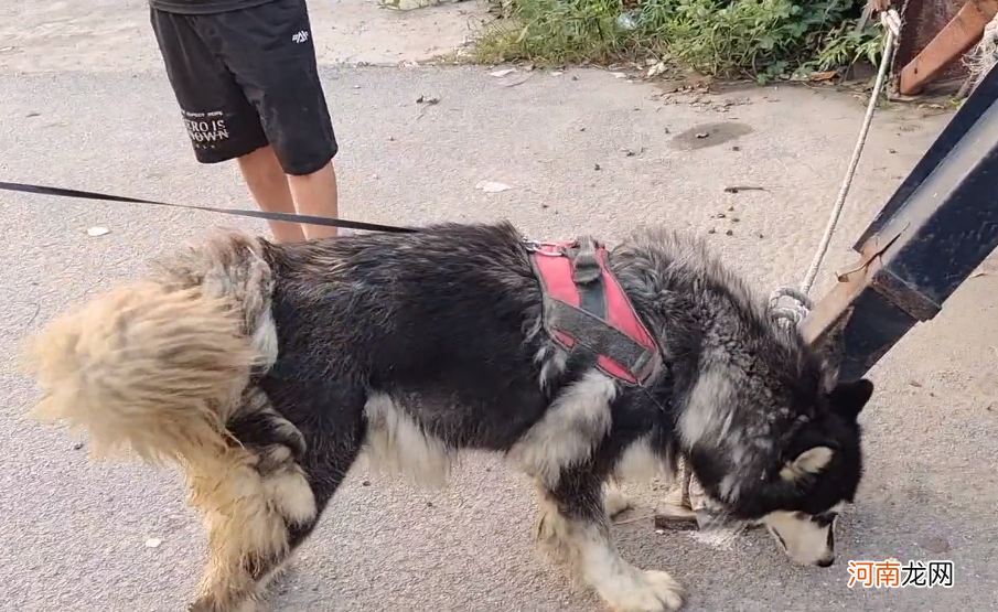 阿拉斯加犬多少钱一只幼崽 阿拉斯加犬价格