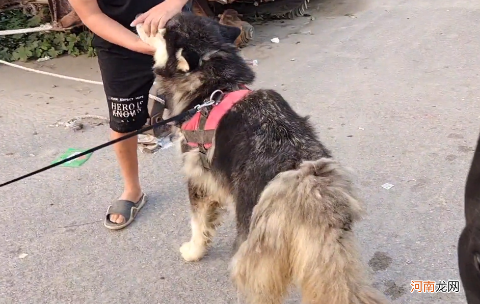 阿拉斯加犬多少钱一只幼崽 阿拉斯加犬价格