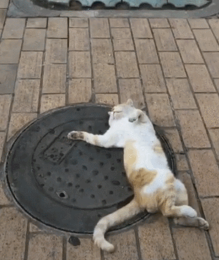 为什么老一辈的人说不要捡猫回家养 捡猫回家好不好