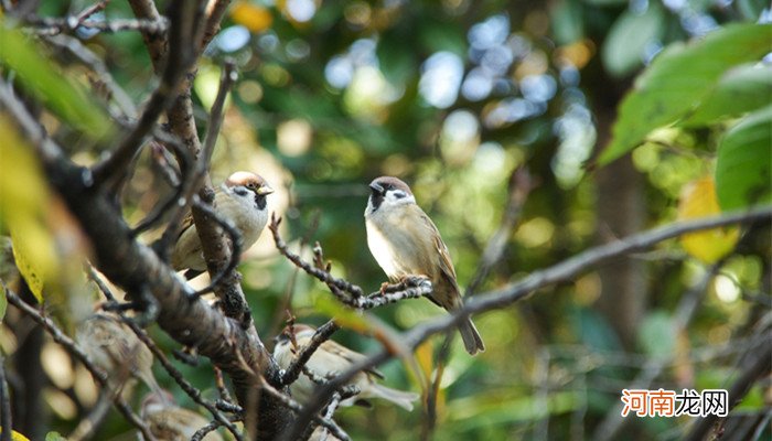 劳燕分飞的劳指的是什么意思 劳燕分飞的劳指的是啥意思