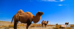 骆驼驼峰储存的是什么 骆驼驼峰里是什么东西