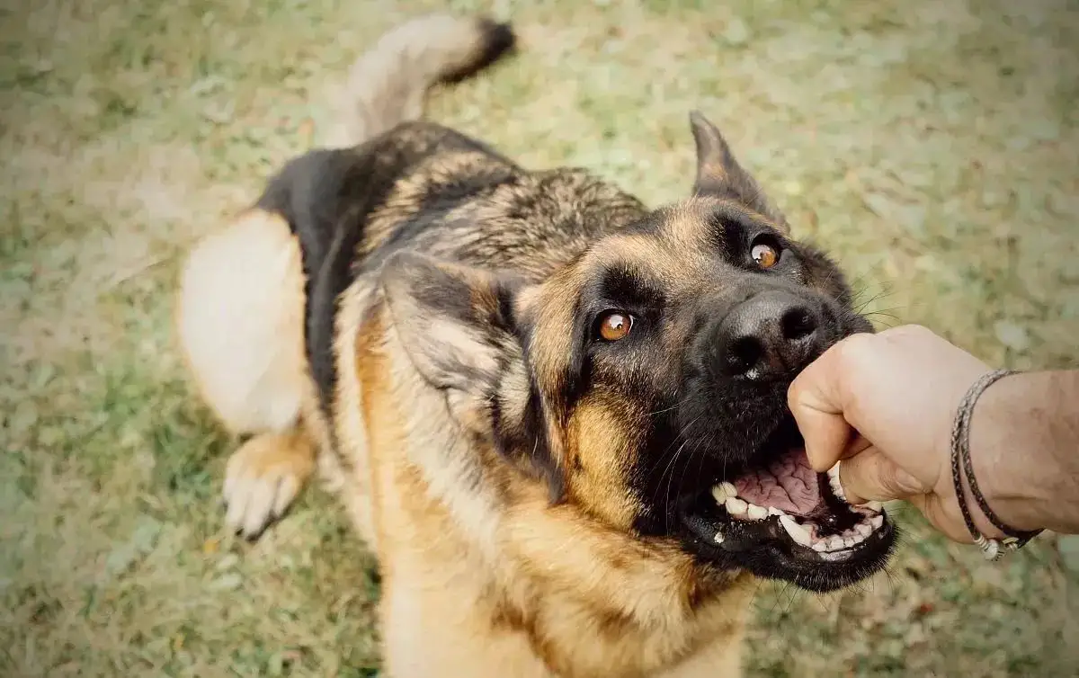 狗为什么一直咬主人手 狗狗为什么喜欢假咬主人手
