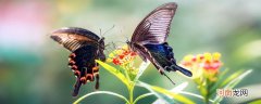 蝴蝶的外观和特点 蝴蝶的外观和特点是什么