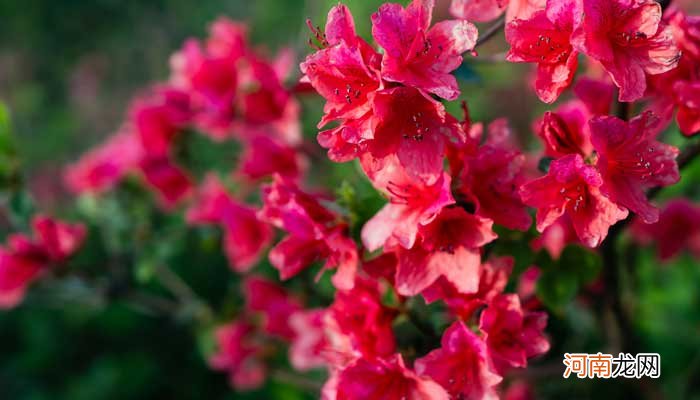 长沙市市花是什么花 长沙市市花是什么花啊