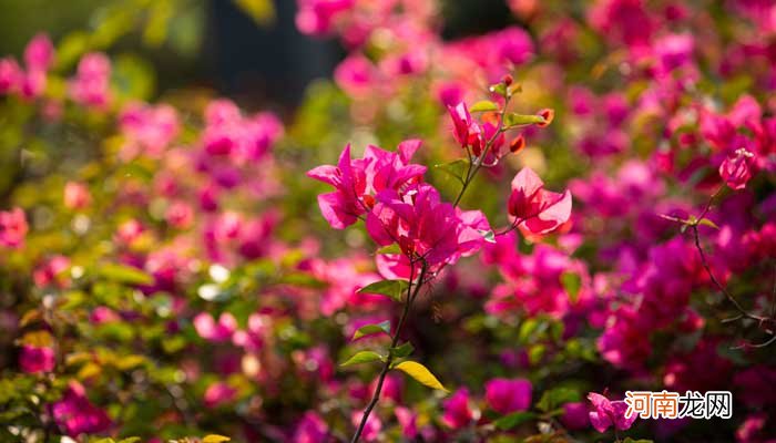 长沙市市花是什么花 长沙市市花是什么花啊