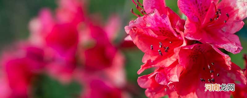 长沙市市花是什么花 长沙市市花是什么花啊