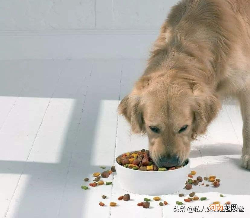 小狗狗一天喂几次最好 狗狗正确喂食时间表