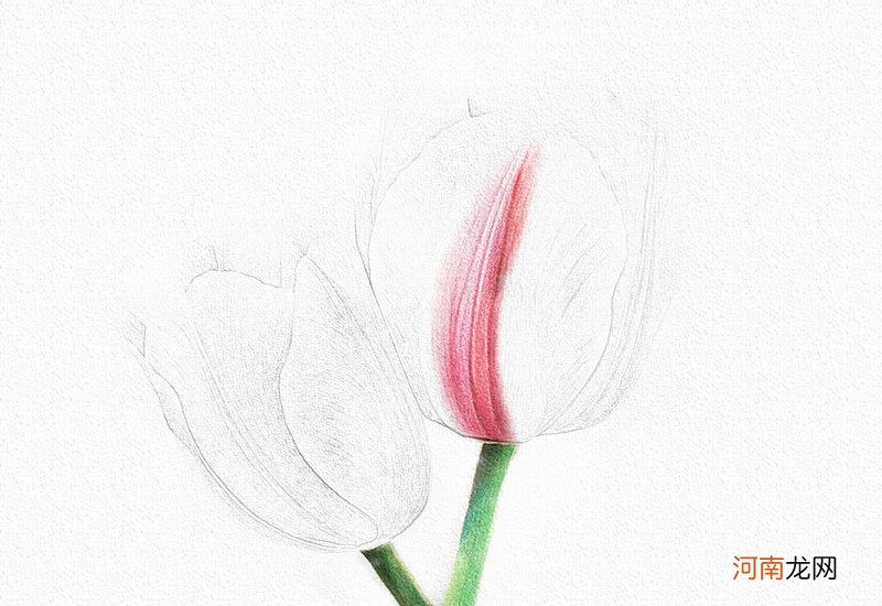 彩铅花卉步骤-郁金香彩铅画
