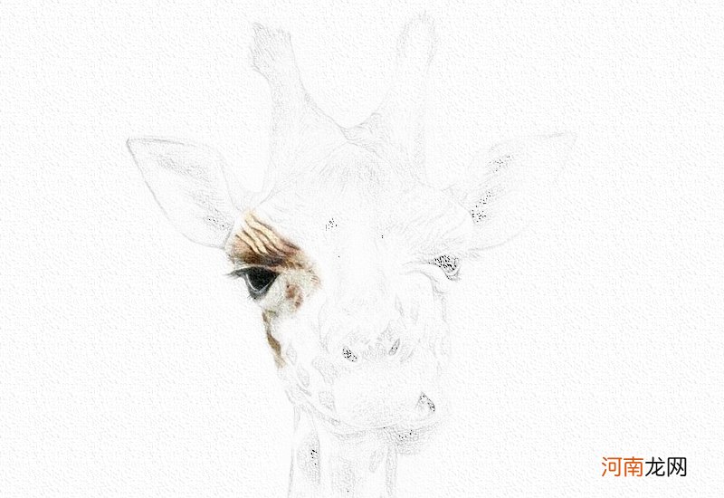 长颈鹿彩铅画法步骤图教程