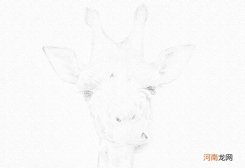 长颈鹿彩铅画法步骤图教程