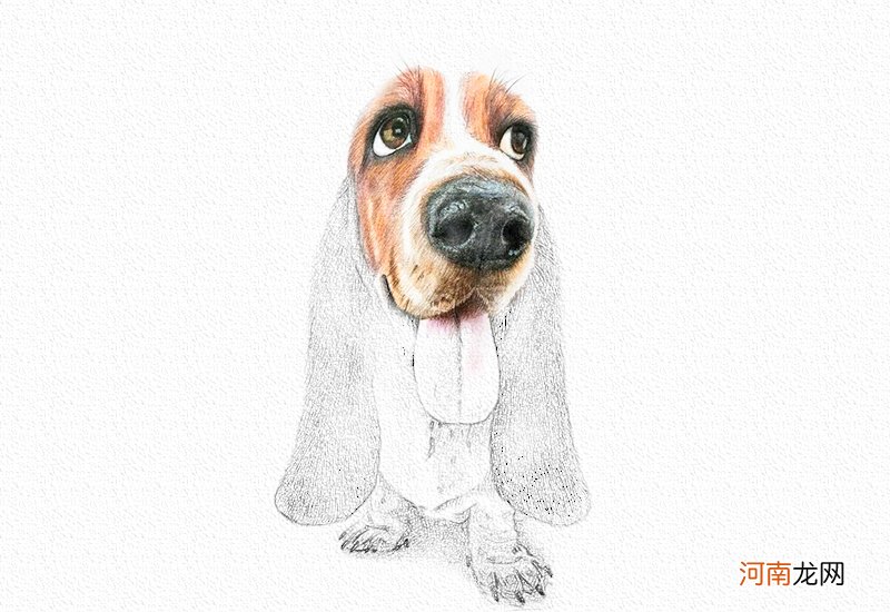 狗狗彩铅画教程图解-彩铅画猎肠狗