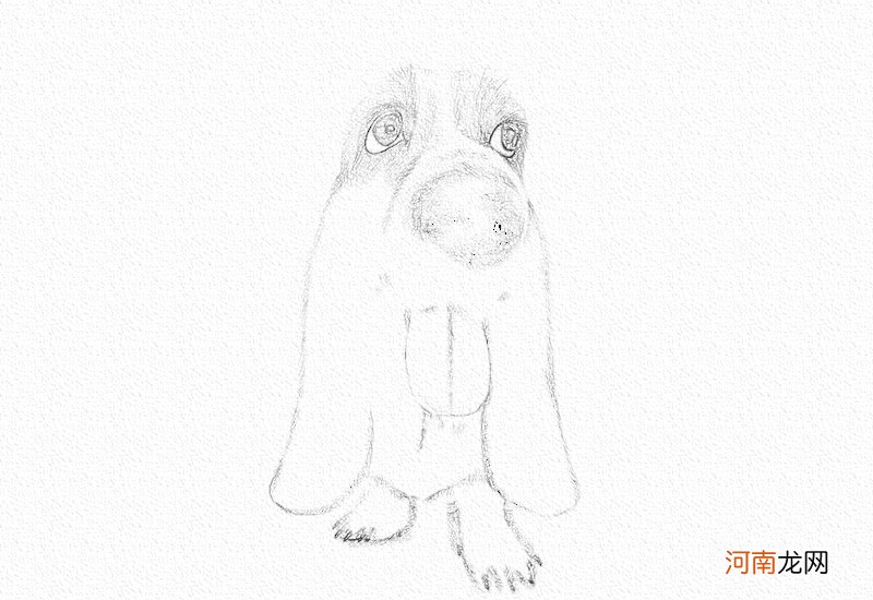 狗狗彩铅画教程图解-彩铅画猎肠狗