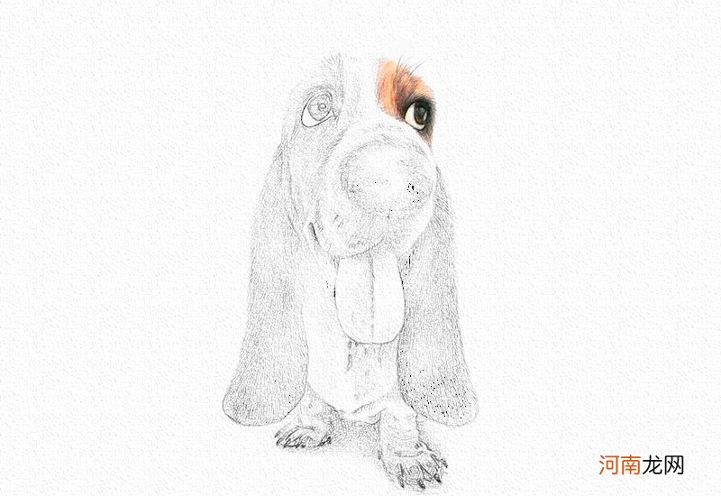 狗狗彩铅画教程图解-彩铅画猎肠狗