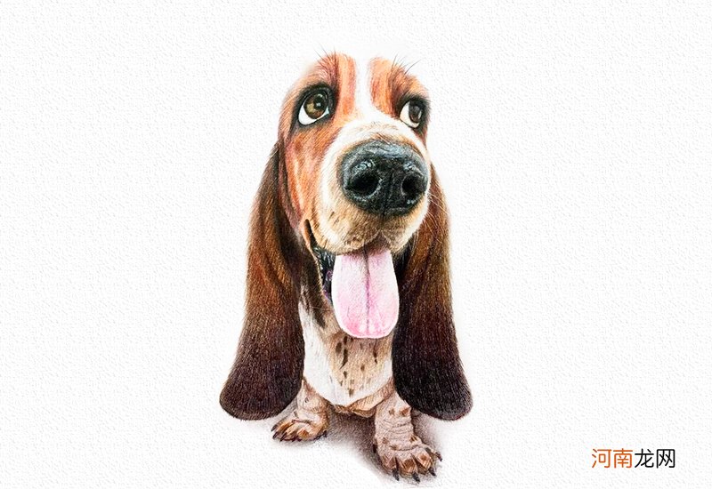 狗狗彩铅画教程图解-彩铅画猎肠狗