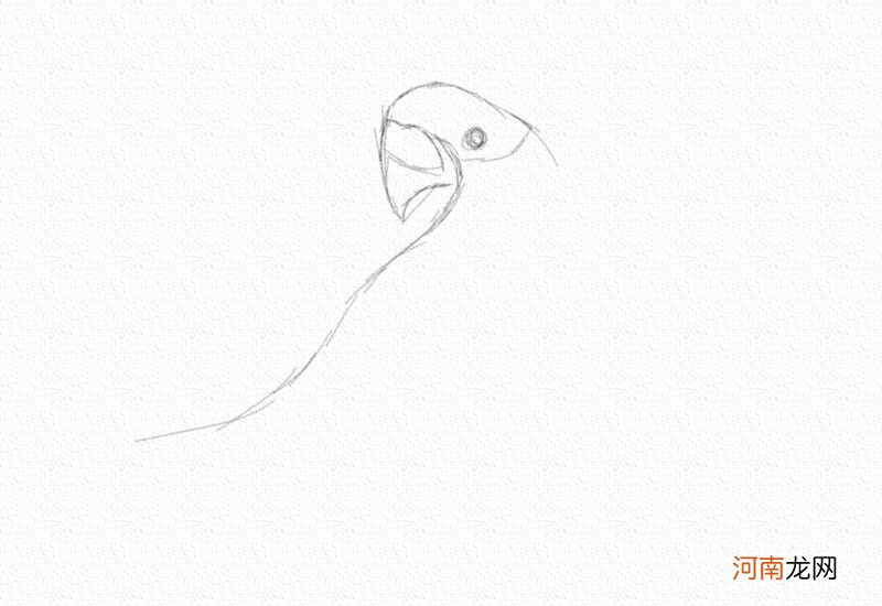 虎皮鹦鹉彩铅画步骤图