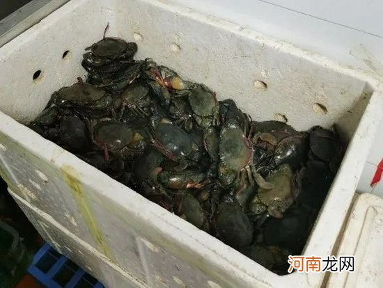 宁波8家“胖哥俩”肉蟹煲检查结果：地方店未发现媒体曝光的问题