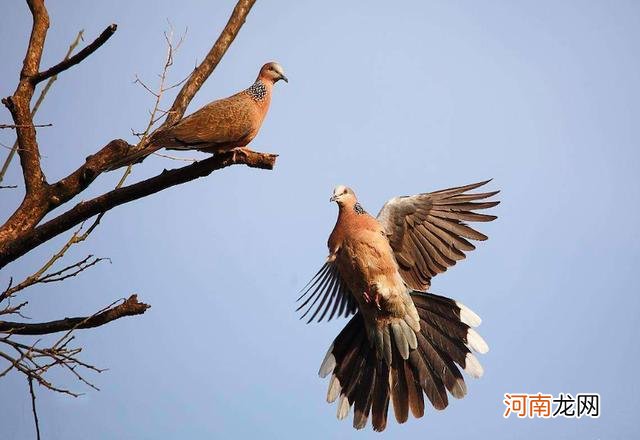 野鸽子是不是保护动物 野鸽子是几级保护动物