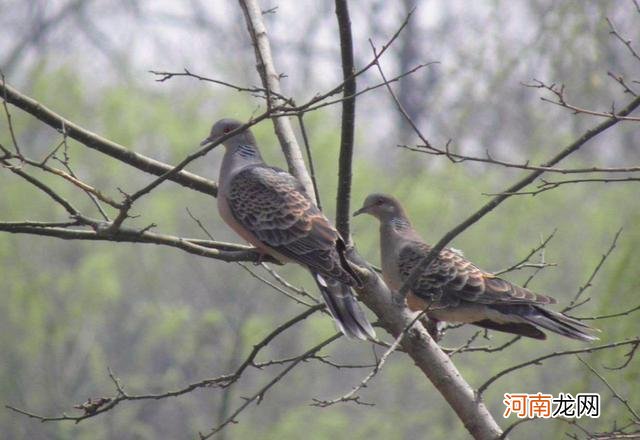 野鸽子是不是保护动物 野鸽子是几级保护动物