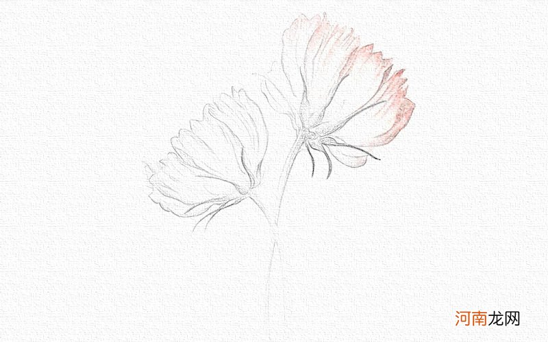 彩铅画花卉教程步骤图