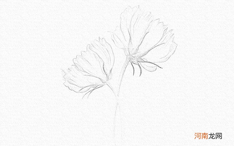 彩铅画花卉教程步骤图